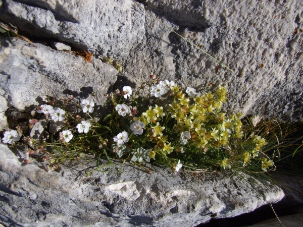 Fioriture in quota